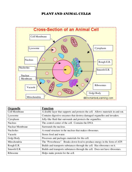 What Are The Functioning Of Plant And Animal Cells What Are The Functioning Of Plant And Animal Cells